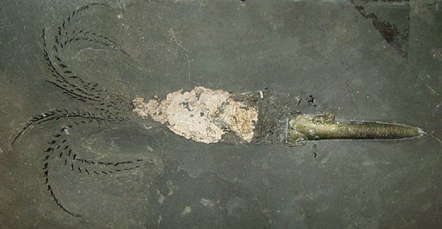 Belemnite fosilak eta iraganari buruz kontatzen duten istorioa