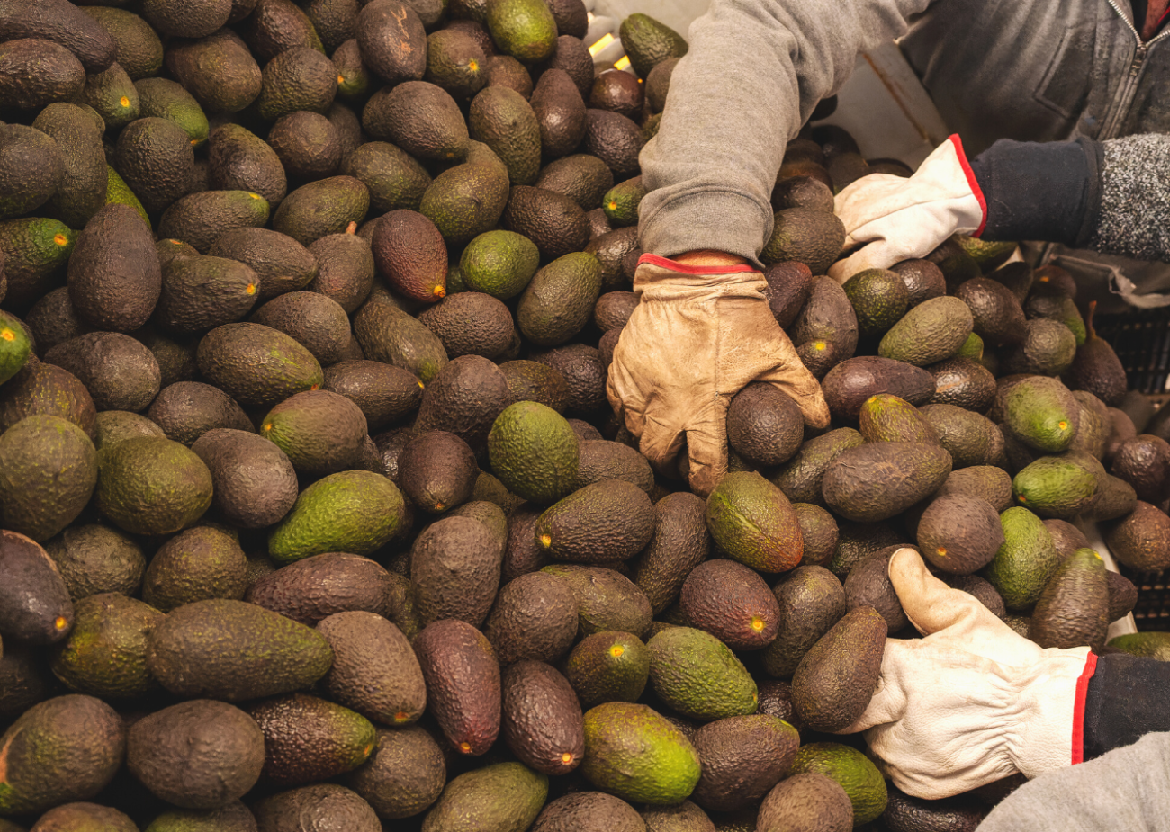 Історія та походження олії авокадо
